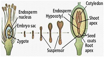 Seed coat development